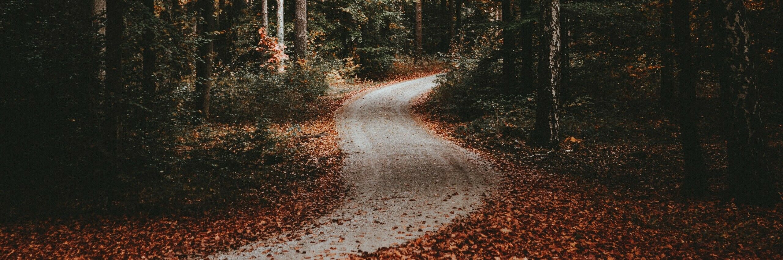 Waldweg in der Dresdner Heide